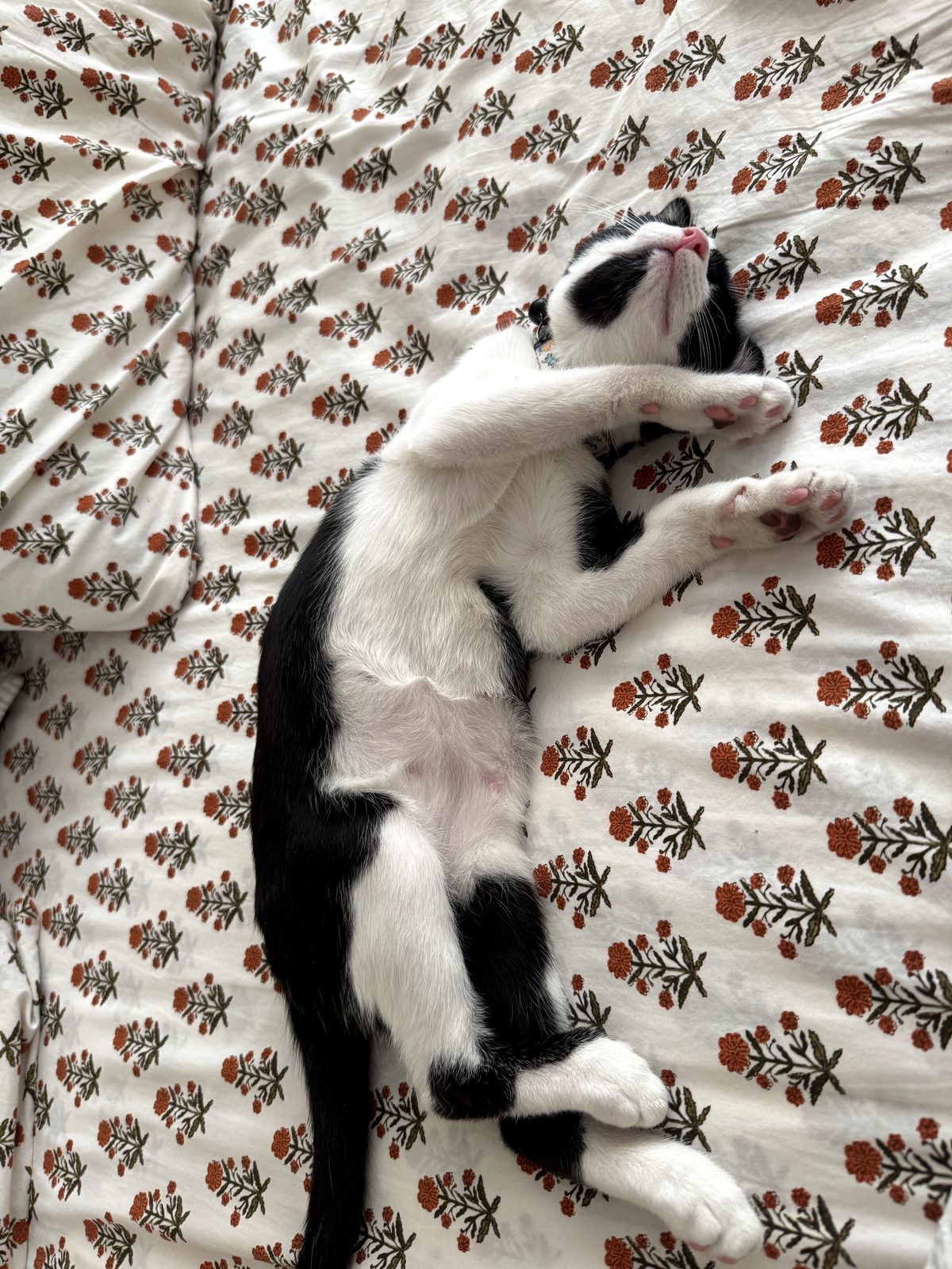 Bandita, a black and white tuxedo cat, resting on a floral blanket.