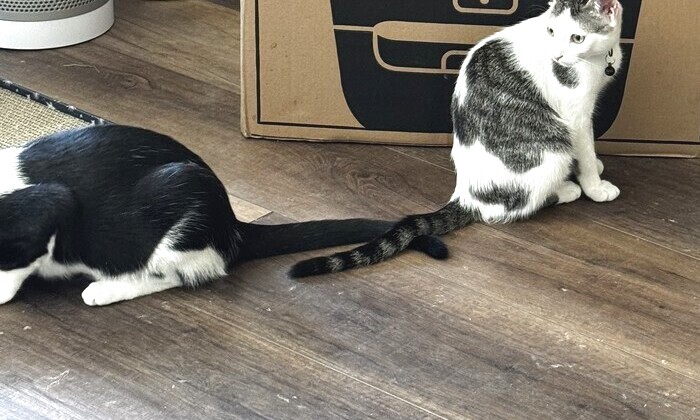 Two of our rescue cats at home.