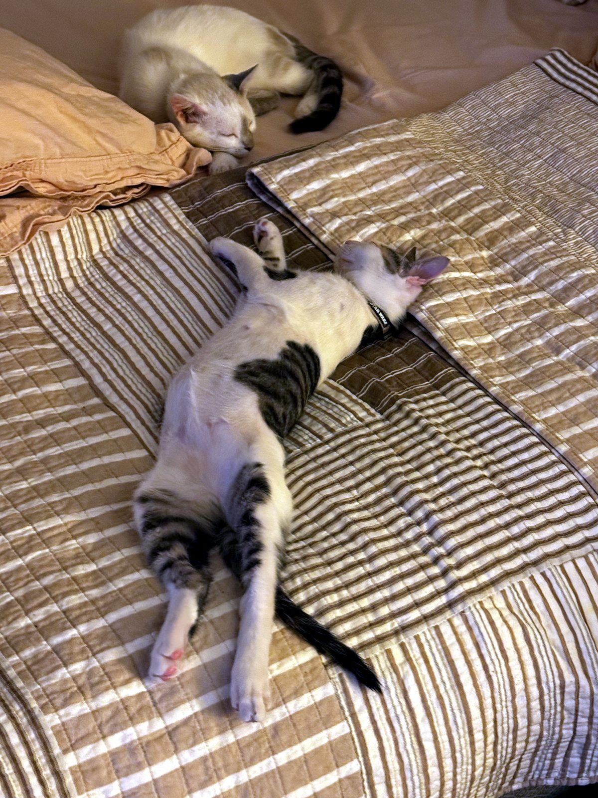 Whitey, a cream cat, sleeping with his face on his paws, beside Shempy stretched out.