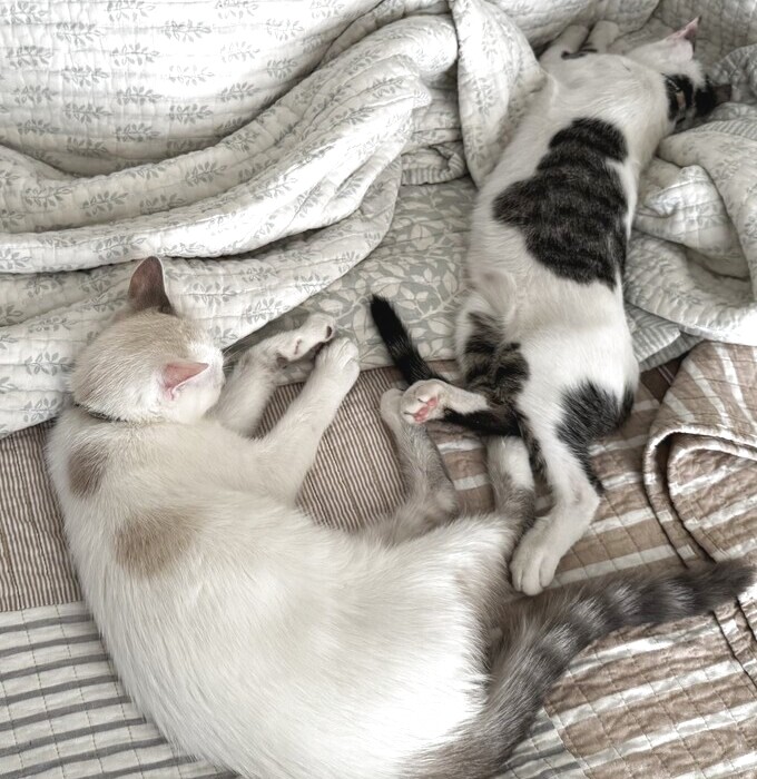 Our rescue cats resting together at home.