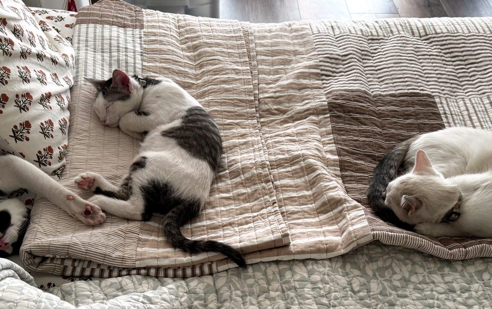Bandita, Whitey, and Shempy resting together at home.