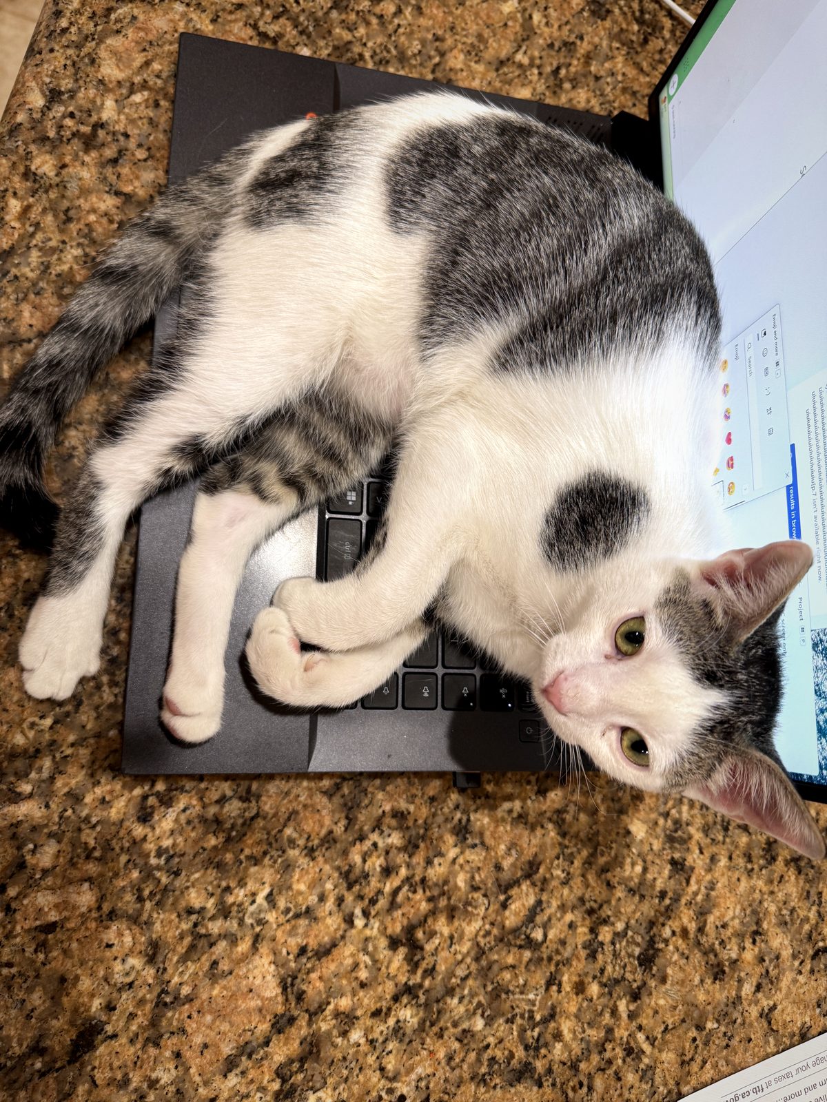 Shempy, a tabby and white cat, resting on a laptop.