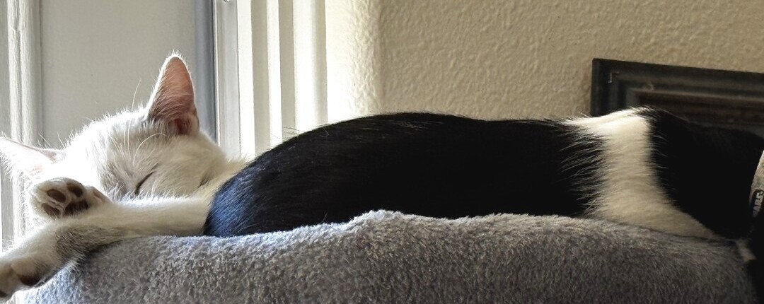 Whitey, an all-white cat, and Bandita, a tuxedo cat, napping nose to nose on a cat tree.